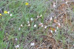 Astragalus ucrainicus