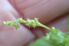 Leidesia procumbens