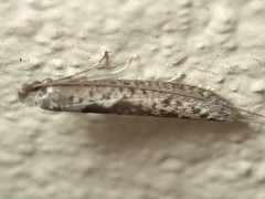 Ceromitia leptosticta