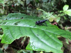 Rhodobaenus nawradii