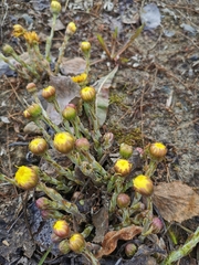 Tussilago farfara