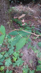 Hypericum grandifolium
