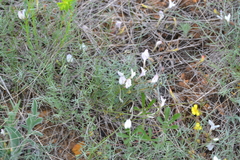 Astragalus ucrainicus