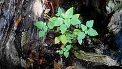 Leidesia procumbens