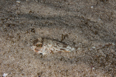 Chelidonichthys capensis