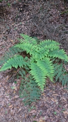 Dryopteris oligodonta