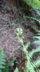 Dryopteris oligodonta
