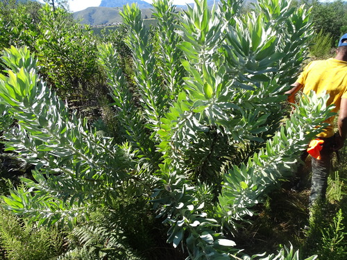 Image of Leucospermum formosum by (c) Shaun Swanepoel, some rights reserved (CC BY)