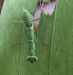 Schizomantodea