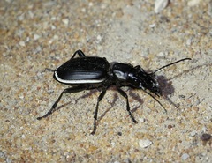Anthia circumscripta