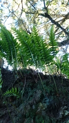 Polypodium macaronesicum macaronesicum