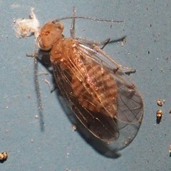 Ectopsocus meridionalis
