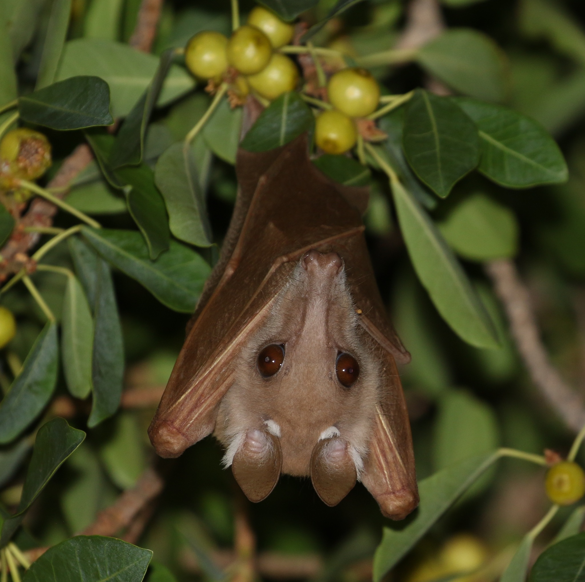 Epomophorus angolensis Gray, 1870