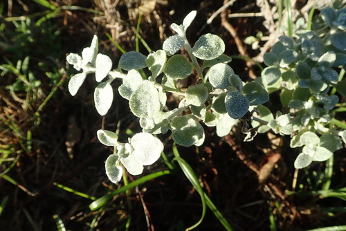 Helichrysum petiolare