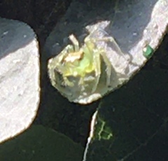 Araneae