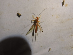 Labeninae