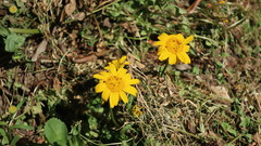 Coleostephus myconis