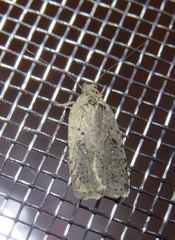 Agonopterix canadensis