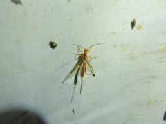 Labeninae