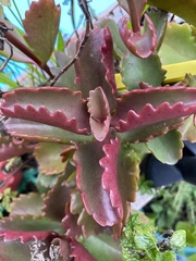 Kalanchoe sexangularis sexangularis