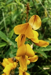 Crotalaria laburnifolia