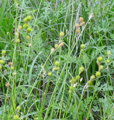 Carex tetrastachya