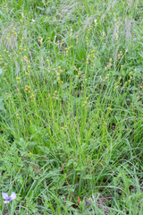 Carex tetrastachya