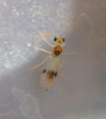 Euphorinae