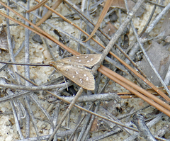 Diastictis