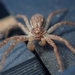 Eurasian Running Crab Spider - Photo (c) Rand Workman, some rights reserved (CC BY-SA), uploaded by Rand Workman