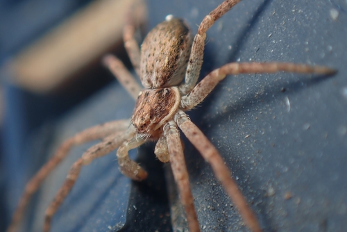 Eurasian Running Crab Spider