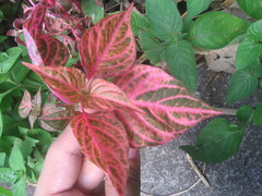 Iresine diffusa herbstii