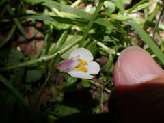 Mazus alpinus
