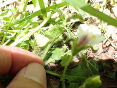 Mazus alpinus