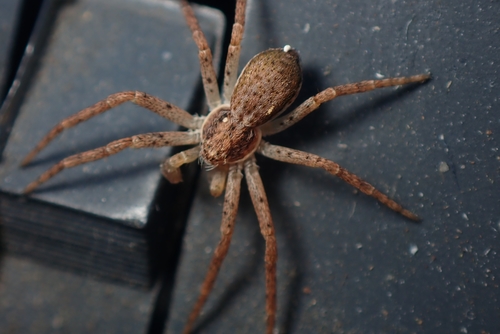 Eurasian Running Crab Spider