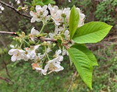 Prunus × pugetensis