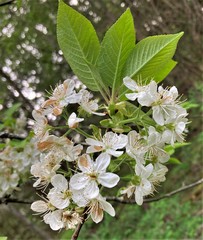 Prunus × pugetensis