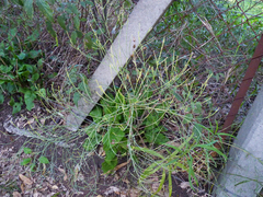 Baccharis notosergila