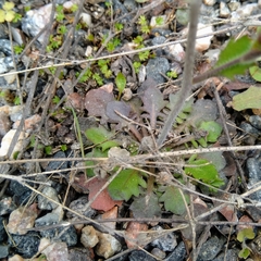 Arabidopsis suecica