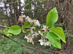 Prunus × pugetensis