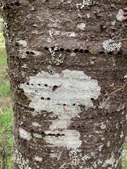 Prunus × pugetensis