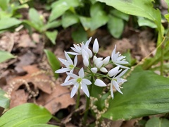 Allium ursinum