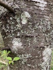 Prunus × pugetensis