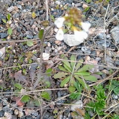 Arabidopsis suecica