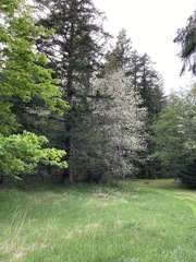 Prunus × pugetensis