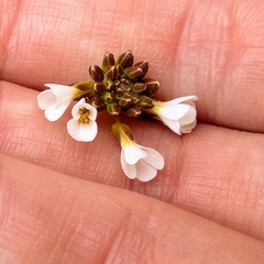Arabidopsis suecica