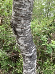 Prunus × pugetensis