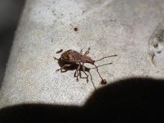 Eusomidius rostralis