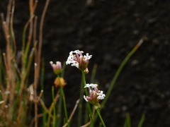Junellia spathulata