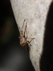 Eusomidius rostralis